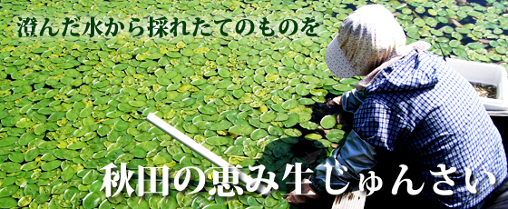 美味しいじゅんさいは美味しい水で作られる　当社オリジナルすっぱくない「じゅんさい缶」がお勧め