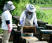 十和田樹海ライン　国産　アカシア蜂蜜
